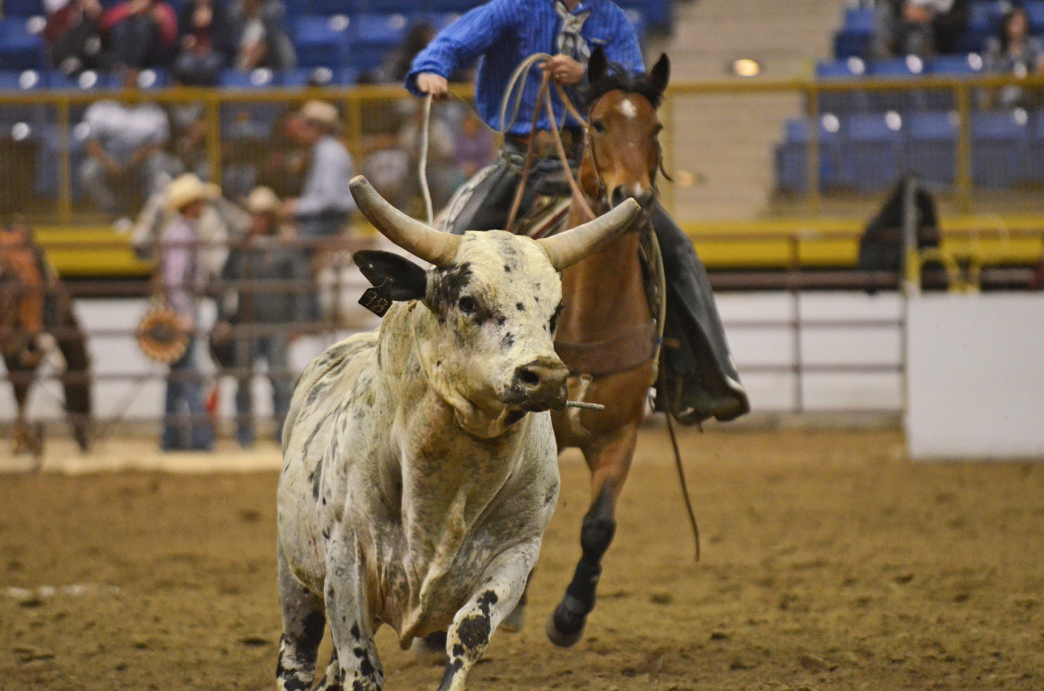 Rodeo AllStar Where the Elite in Rodeo Compete National Western